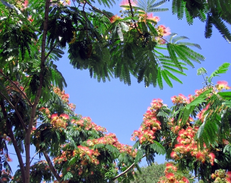 Beautiful tree - nature, sky, trees, photography, tree