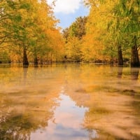 autumn trees reflected in a swamp