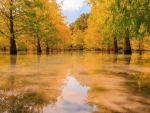 autumn trees reflected in a swamp