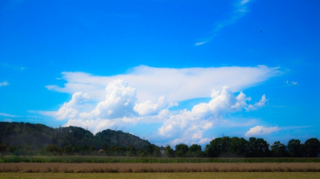 Awesome sky view - beatiful, sky, landscape, sun, greens, field, wood, white, view, blue, skies, sunny