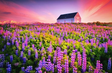 Sea Of Lupines At 2:30am, Iceland