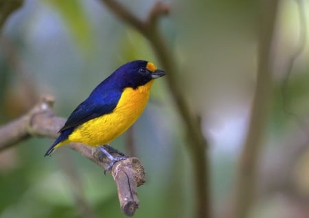 Cute Little Birdie - yellow and blue, bird, branch, cute, little