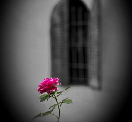 Endless waiting under your window - waiting, window, red, rose