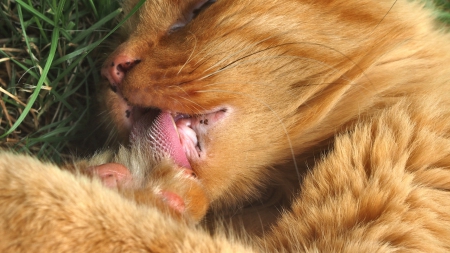 Cat - paws, face, pretty, cute, animals, beautiful, cat, sleeping, kitty, cats, kitten, hat, lovely, cat face