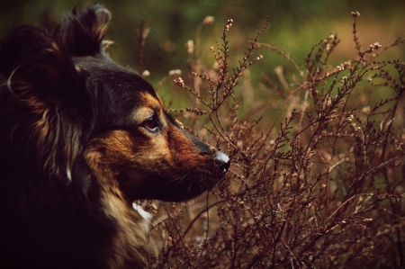 Dog - pretty, puppys, beautiful, dog, lovely, sweet, animal, dogs, cute, puppy, animals