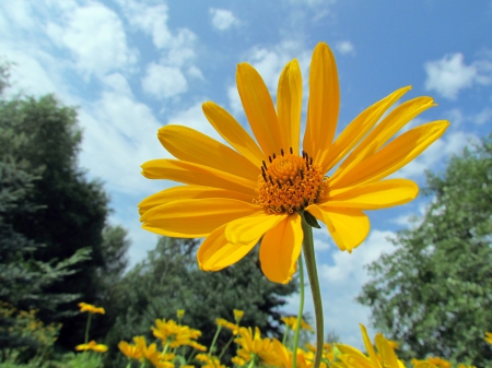 Yellow flower - nice, bluesky, summer, beautiful