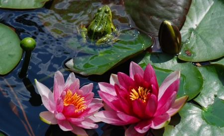 Pond nature - pretty, lilies, water, pond, beautiful, lovely, leaves, flowers, nature, garden, plants, lake, park, frog