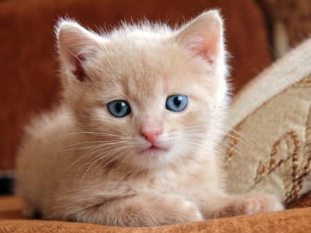 Resting kitty - cute, sweet, cat, relax, rest, adorable, kitty, room, kitten, house, fluffy