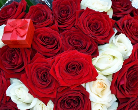 Red roses - nature, roses, petals, red