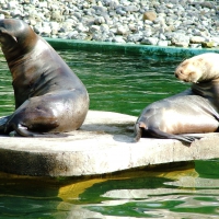 Seals In The Sun