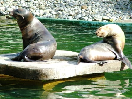 Seals In The Sun - dublin, seals, wildlife, animals, zoo