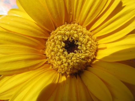 Yellow Heart - floral, petals, blooms, gardens, flowers