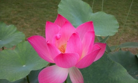 ஜBeautiful flowerஜ - lake, china, flower, pink, wallpaper