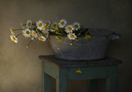 Daisies - daisies, basket, decoration, home style, still life