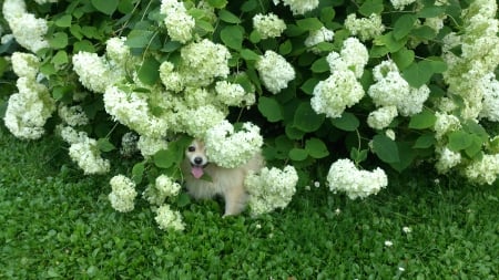 My white Beauty with white flowers - Summer, Nature, Flowers, Beautiful, Green, Dog, White