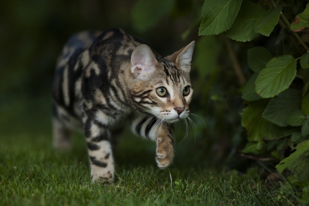 On the Prowl - cat, leaves, prowl, bengal, grass