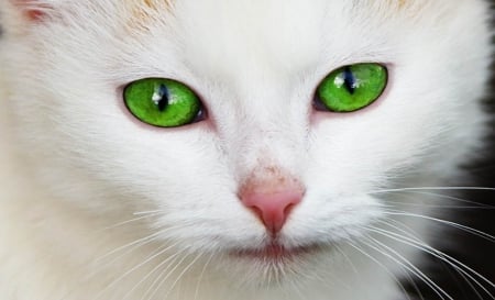 Emerald Eyes - white, cat, animals, beautiful, emeral