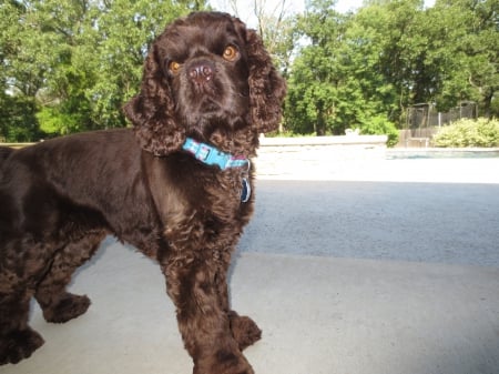 Attentive Puppy - and, pink, cocker, blue, spaniel, chocolate, collar, browneyes