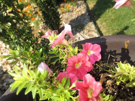 Pink Petunias - Petunias, Pink, Pot, Summer