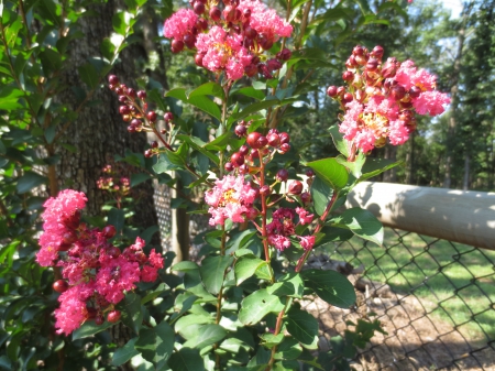 Pink Crape - Crape, Summer, Flowers, Pink, Myrtle