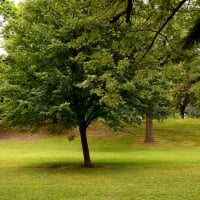 Shade Under A Tree