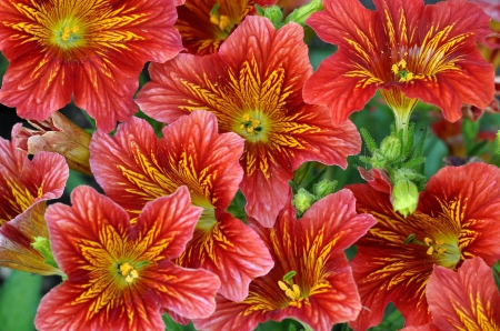 Summer Flowers - flowers, summer, red, yellow