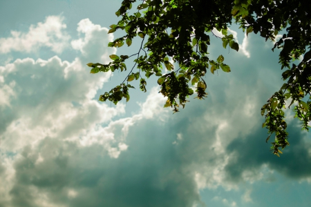 wonderful sky - white, sky, blue, beautiful, green, tree, cyan