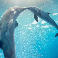 Dolphin mama and baby