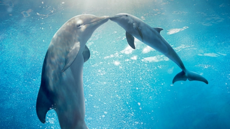 Dolphin mama and baby - popular, dolphins, new, wallpaper, animals