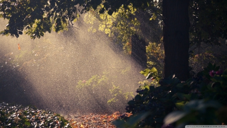 Summer Rain - summer, forest, rain, sun