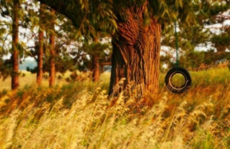 This Swing - tree, field, tire swing, country