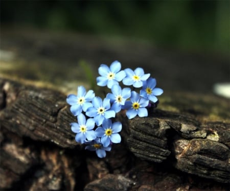 Hope - rock, delicate, petals, flowers, nature, blue, tiny, colorful