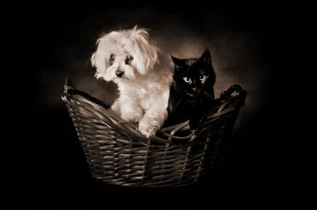 Black or White - white, cat, together, dog, pets, basket, black