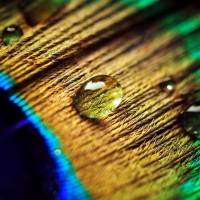 Peacock feather