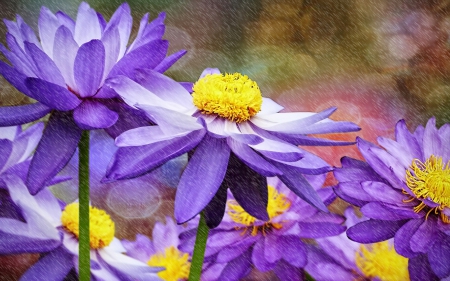 Purple flowers in the rain - bokeh, purple, art, yellow, rain, flower, poster