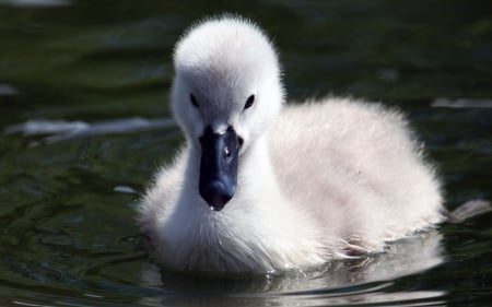 Baby swan - white, swan, bird, water, baby