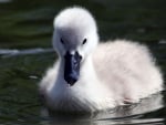 Baby swan