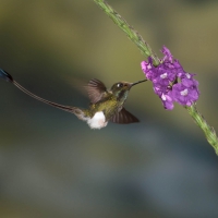 Humming-bird