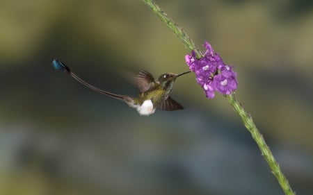 Humming-bird - feather, flower, purple, pink, bird, flying, humming-bird, wings, green