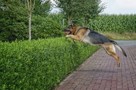 German shepherd