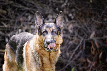 German shepherd - pretty, puppys, beautiful, dog, lovely, sweet, animal, dogs, cute, puppy, animals