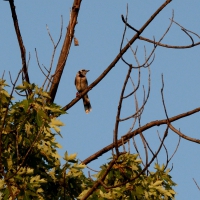 Bird On Watch