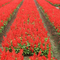 Red flower fields