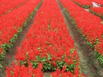 Red flower fields