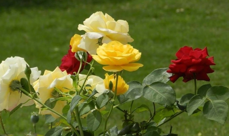 Roses - white, red, roses, flowers, yellow, colors