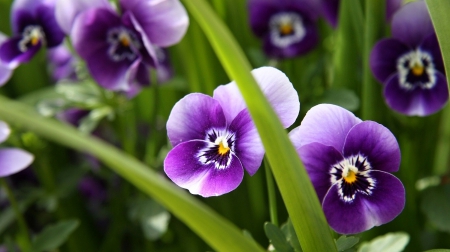 Amazing Color - flowers, beautiful, purple, nature