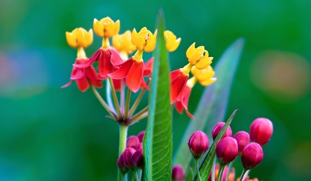 Strange Flower - beautiful, red, flower, yellow