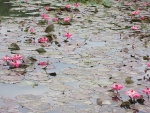 Lotus Pond