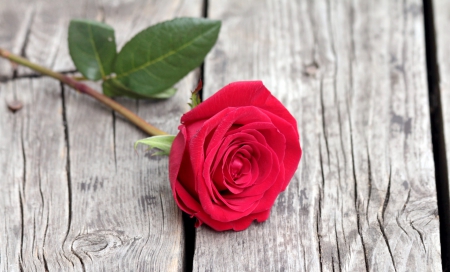 * Single rose * - alone, petals, single, rose, red rose