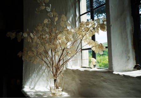 A calm corner next to the window - dried flowers, vase, corner, window, still life